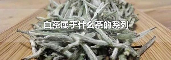 白茶属于什么茶的系列