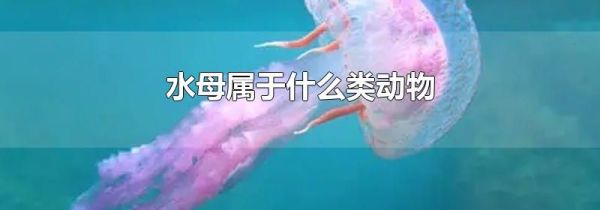 水母属于什么类动物