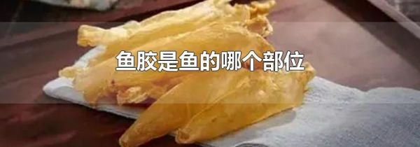 鱼胶是鱼的哪个部位