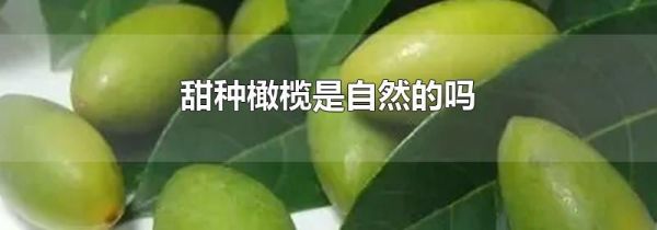 甜种橄榄是自然的吗