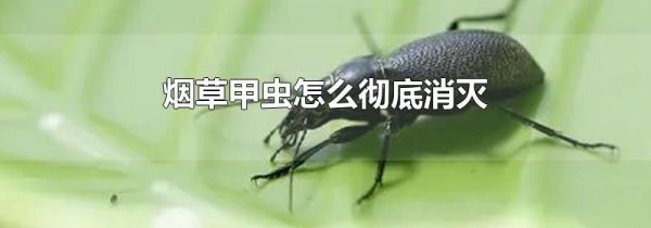 烟草甲虫怎么彻底消灭