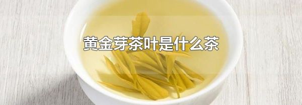 黄金芽茶叶是什么茶