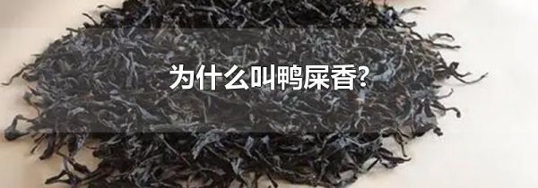 为什么叫鸭屎香?