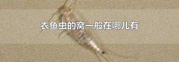 衣鱼虫的窝一般在哪儿有