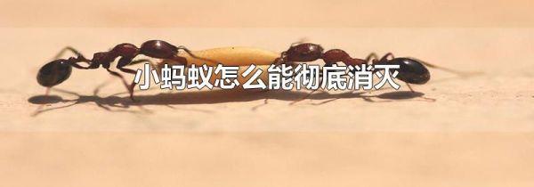 小蚂蚁怎么能彻底消灭