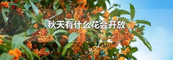 秋天有什么花会开放