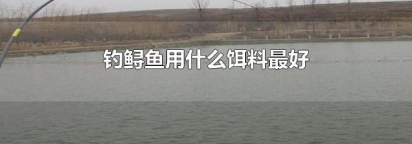钓鲟鱼用什么饵料最好