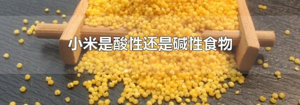 小米是酸性还是碱性食物