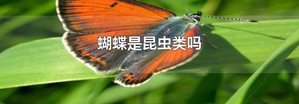 蝴蝶是昆虫类吗