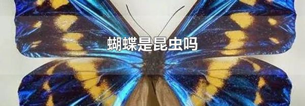 蝴蝶是昆虫吗