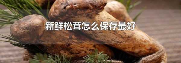 新鲜松茸怎么保存最好
