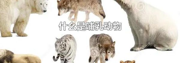 什么是哺乳动物