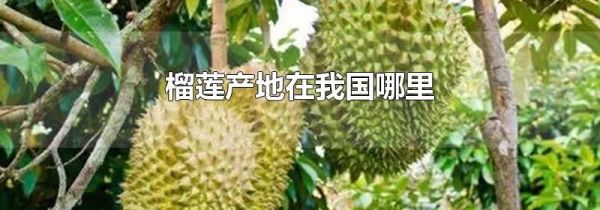 榴莲产地在我国哪里