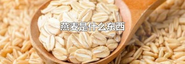 燕麦是什么东西