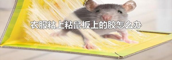 衣服粘上粘鼠板上的胶怎么办