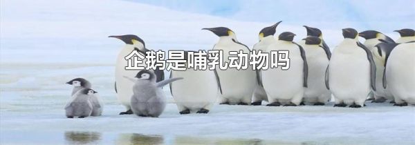 企鹅是哺乳动物吗