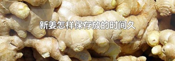 新姜怎样保存放的时间久