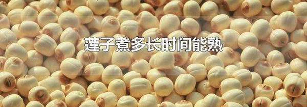 莲子煮多长时间能熟