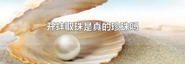 开蚌取珠是真的珍珠吗