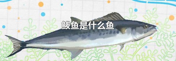 鲅鱼是什么鱼