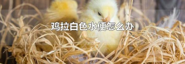 鸡拉白色水便怎么办