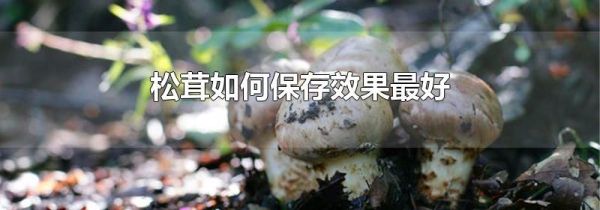松茸如何保存效果最好