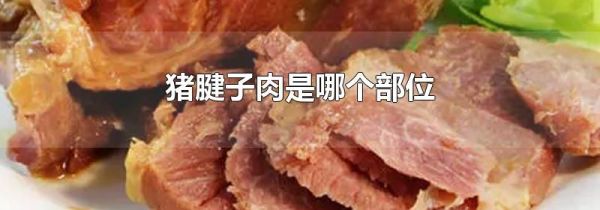 猪腱子肉是哪个部位
