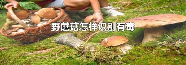 野蘑菇怎样识别有毒