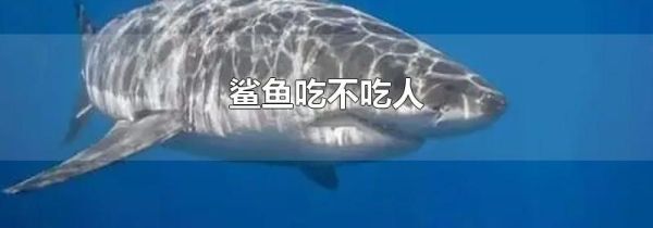 鲨鱼吃不吃人