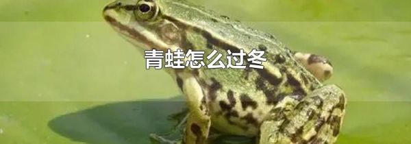 青蛙怎么过冬