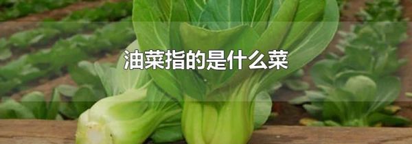 油菜指的是什么菜