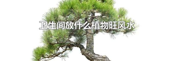 卫生间放什么植物旺风水