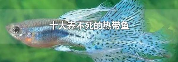 十大养不死的热带鱼