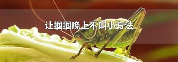 让蝈蝈晚上不叫小方法
