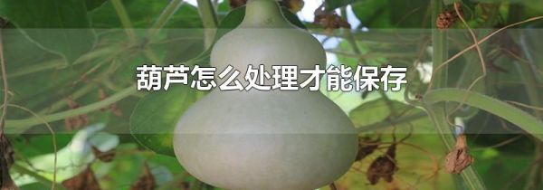 葫芦怎么处理才能保存