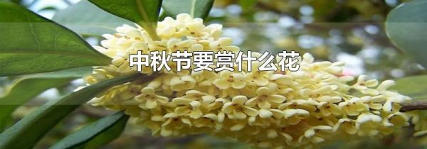 中秋节要赏什么花