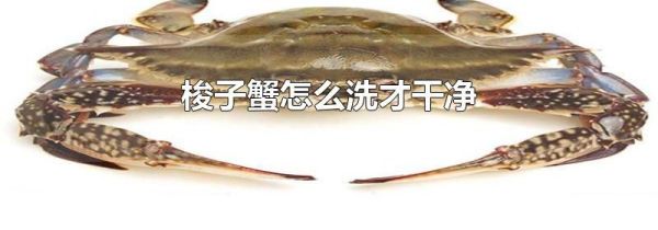 梭子蟹怎么洗才干净