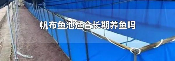 帆布鱼池适合长期养鱼吗