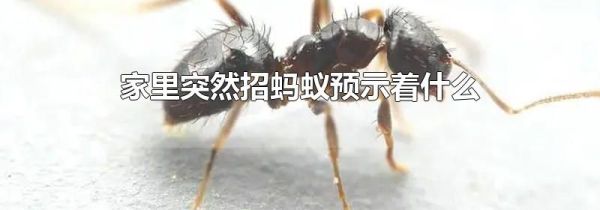 家里突然招蚂蚁预示着什么
