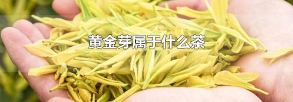 黄金芽属于什么茶