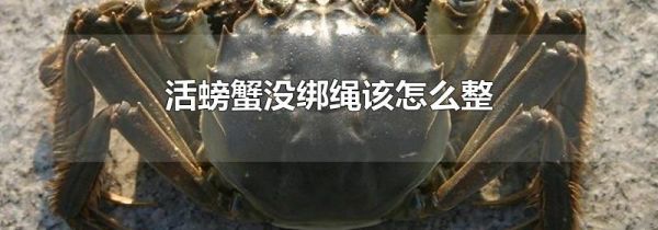 活螃蟹没绑绳该怎么整
