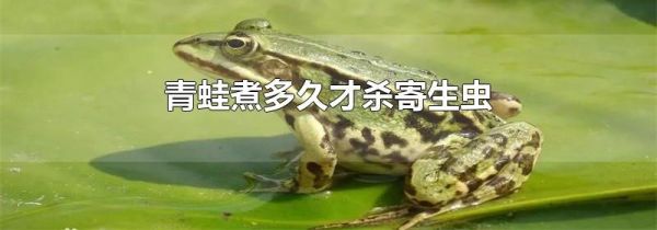 青蛙煮多久才杀寄生虫