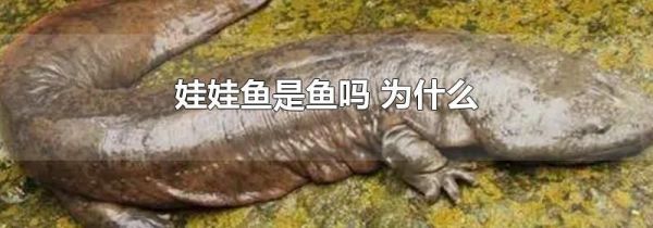 娃娃鱼是鱼吗 为什么