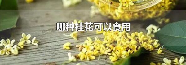 哪种桂花可以食用