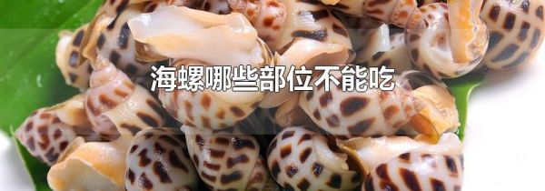 海螺哪些部位不能吃