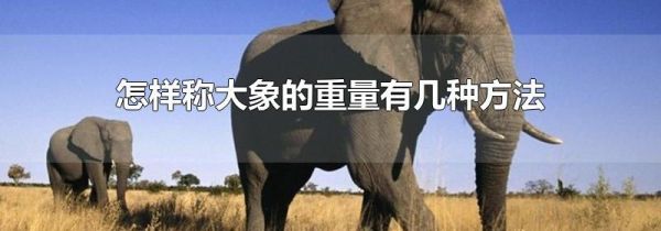 怎样称大象的重量有几种方法