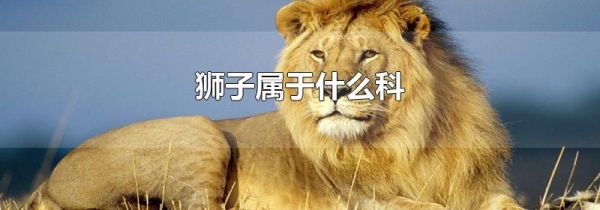 狮子属于什么科