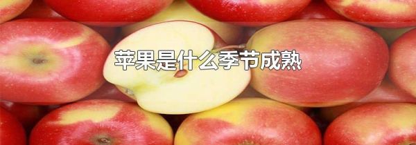 苹果是什么季节成熟