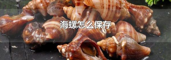 海螺怎么保存