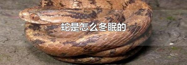 蛇是怎么冬眠的